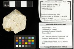 Foto (Objekt + Etiketten) von Tanidromites sp. 